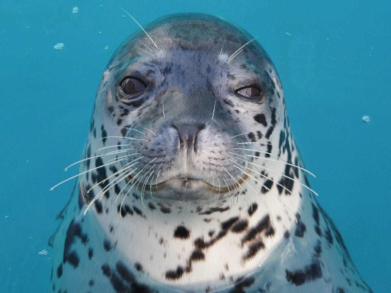 Image of spotted seal Amak.